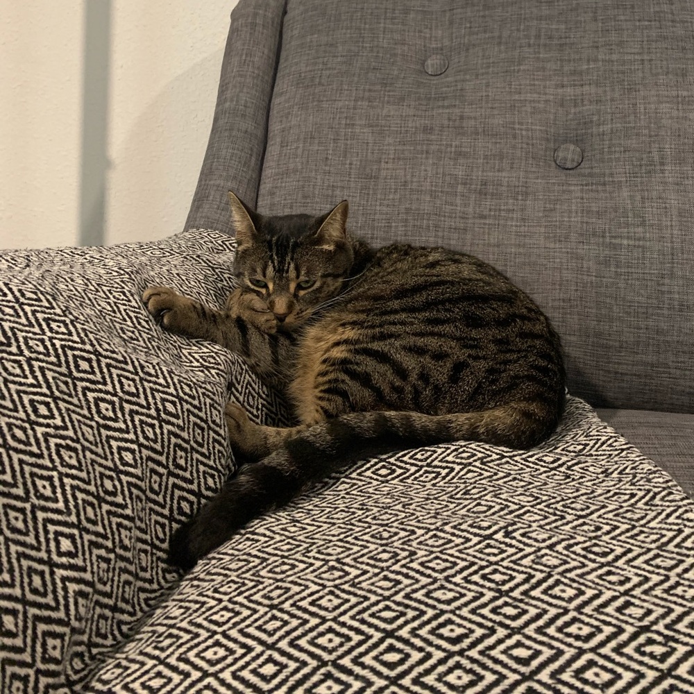 Meet your Posher, Elizabeth